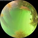 ./images/calvert/underwater/20260828/underwater20260828_152001M.jpg