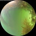 ./images/calvert/underwater/20260828/underwater20260828_160501M.jpg
