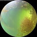./images/calvert/underwater/20260828/underwater20260828_164001M.jpg