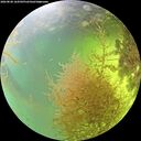 ./images/calvert/underwater/20260828/underwater20260828_164501M.jpg