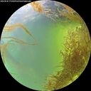./images/calvert/underwater/20260828/underwater20260828_171002M.jpg