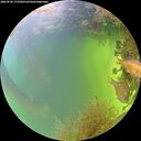 ./images/calvert/underwater/20260828/underwater20260828_172501M.jpg