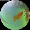 ./images/calvert/underwater/20260828/underwater20260828_182002M.jpg