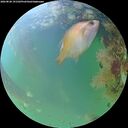 ./images/calvert/underwater/20260828/underwater20260828_191501M.jpg