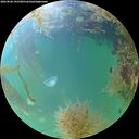 ./images/calvert/underwater/20260828/underwater20260828_192501M.jpg