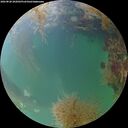 ./images/calvert/underwater/20260828/underwater20260828_202001M.jpg