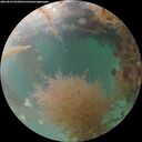 ./images/calvert/underwater/20260829/underwater20260829_065001M.jpg