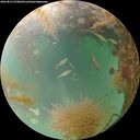 ./images/calvert/underwater/20260829/underwater20260829_072002M.jpg
