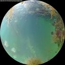 ./images/calvert/underwater/20260829/underwater20260829_075501M.jpg