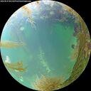 ./images/calvert/underwater/20260829/underwater20260829_081501M.jpg