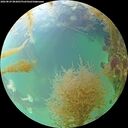 ./images/calvert/underwater/20260829/underwater20260829_083001M.jpg