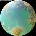 ./images/calvert/underwater/20260829/underwater20260829_084502M.jpg