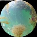./images/calvert/underwater/20260829/underwater20260829_085501M.jpg