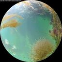 ./images/calvert/underwater/20260829/underwater20260829_090501M.jpg