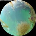 ./images/calvert/underwater/20260829/underwater20260829_091001M.jpg