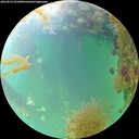 ./images/calvert/underwater/20260829/underwater20260829_101001M.jpg