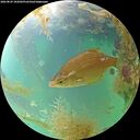 ./images/calvert/underwater/20260829/underwater20260829_102002M.jpg