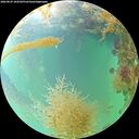 ./images/calvert/underwater/20260829/underwater20260829_104501M.jpg