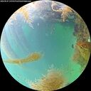 ./images/calvert/underwater/20260829/underwater20260829_135501M.jpg