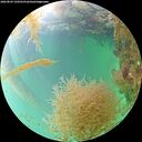 ./images/calvert/underwater/20260829/underwater20260829_150501M.jpg