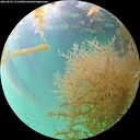 ./images/calvert/underwater/20260829/underwater20260829_151501M.jpg