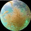 ./images/calvert/underwater/20260829/underwater20260829_152001M.jpg