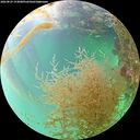 ./images/calvert/underwater/20260829/underwater20260829_153001M.jpg