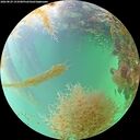 ./images/calvert/underwater/20260829/underwater20260829_153501M.jpg