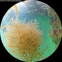 ./images/calvert/underwater/20260829/underwater20260829_154001M.jpg