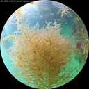 ./images/calvert/underwater/20260829/underwater20260829_154501M.jpg