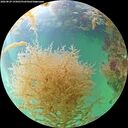 ./images/calvert/underwater/20260829/underwater20260829_155001M.jpg
