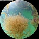 ./images/calvert/underwater/20260829/underwater20260829_160502M.jpg