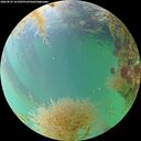 ./images/calvert/underwater/20260829/underwater20260829_161002M.jpg