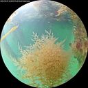./images/calvert/underwater/20260829/underwater20260829_162001M.jpg