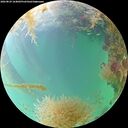 ./images/calvert/underwater/20260829/underwater20260829_164001M.jpg