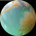 ./images/calvert/underwater/20260829/underwater20260829_164501M.jpg