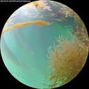 ./images/calvert/underwater/20260829/underwater20260829_165501M.jpg