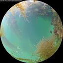 ./images/calvert/underwater/20260829/underwater20260829_183001M.jpg