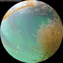 ./images/calvert/underwater/20260829/underwater20260829_183501M.jpg