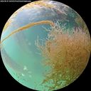 ./images/calvert/underwater/20260829/underwater20260829_184501M.jpg