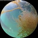 ./images/calvert/underwater/20260829/underwater20260829_185001M.jpg
