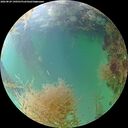 ./images/calvert/underwater/20260829/underwater20260829_190501M.jpg