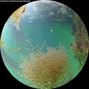 ./images/calvert/underwater/20260829/underwater20260829_191002M.jpg