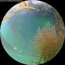 ./images/calvert/underwater/20260829/underwater20260829_192002M.jpg