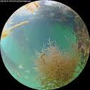 ./images/calvert/underwater/20260829/underwater20260829_192501M.jpg