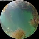 ./images/calvert/underwater/20260829/underwater20260829_194501M.jpg