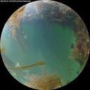 ./images/calvert/underwater/20260829/underwater20260829_195501M.jpg