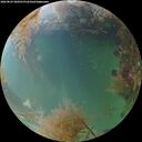 ./images/calvert/underwater/20260829/underwater20260829_200501M.jpg