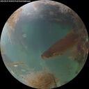 ./images/calvert/underwater/20260829/underwater20260829_202001M.jpg