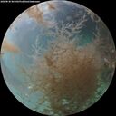 ./images/calvert/underwater/20260830/underwater20260830_065002M.jpg